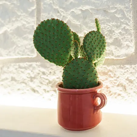 בית אירוח Civico 7 - Apulian